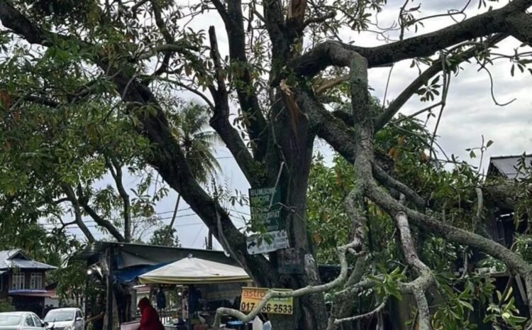  MENYELESAIKAN ADUAN POKOK TUMBANG DI TAMAN HJ MOHD AMIN